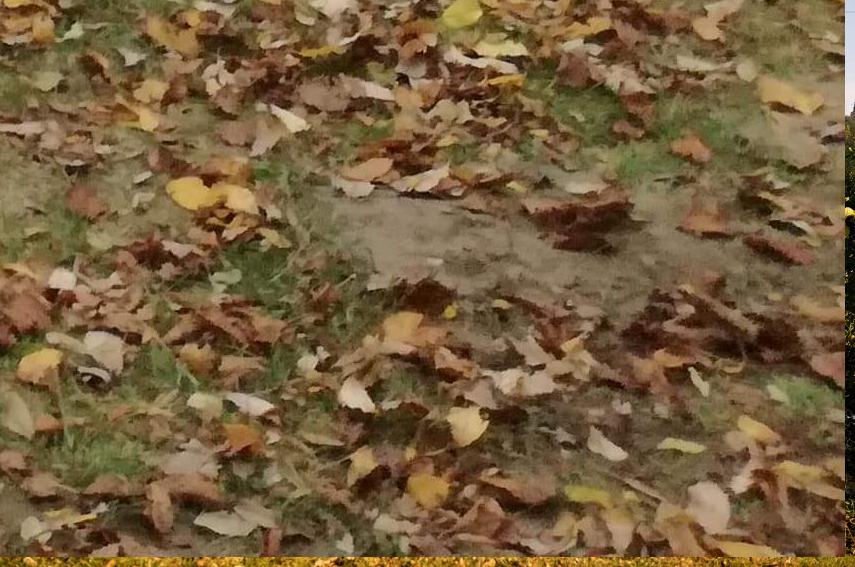 Závodní sektor