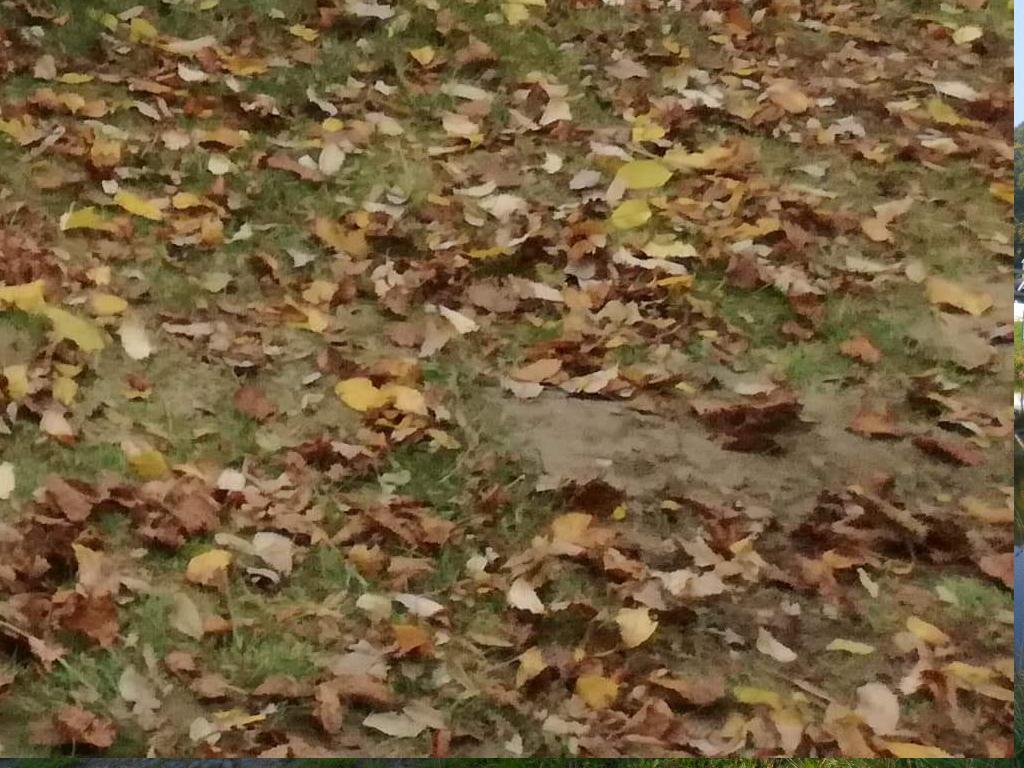 SAM_3711